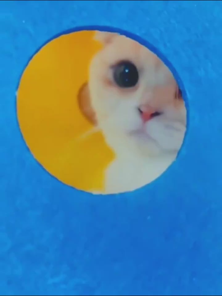 Cat Tunnel Cat Toy Felt Pom Splicing Deformable Ki